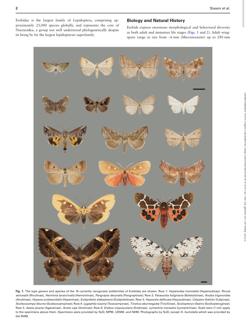 IndianaCristo's tweet photo. Sisson et al (2025) Erebidae systematics: past, present, and future—progress in understanding a diverse lepidopteran. Insect Systematics and Diversity, 9(3), 5; 2025, ixaf018 
https://t.co/hpmRY5fBfC https://t.co/Dn7vnCR81B