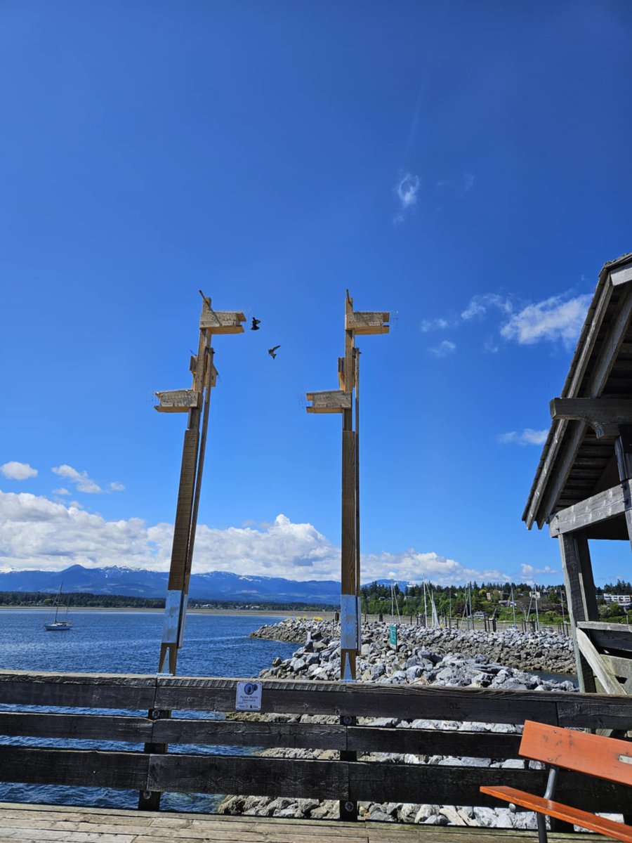 Town of Comox tweet media