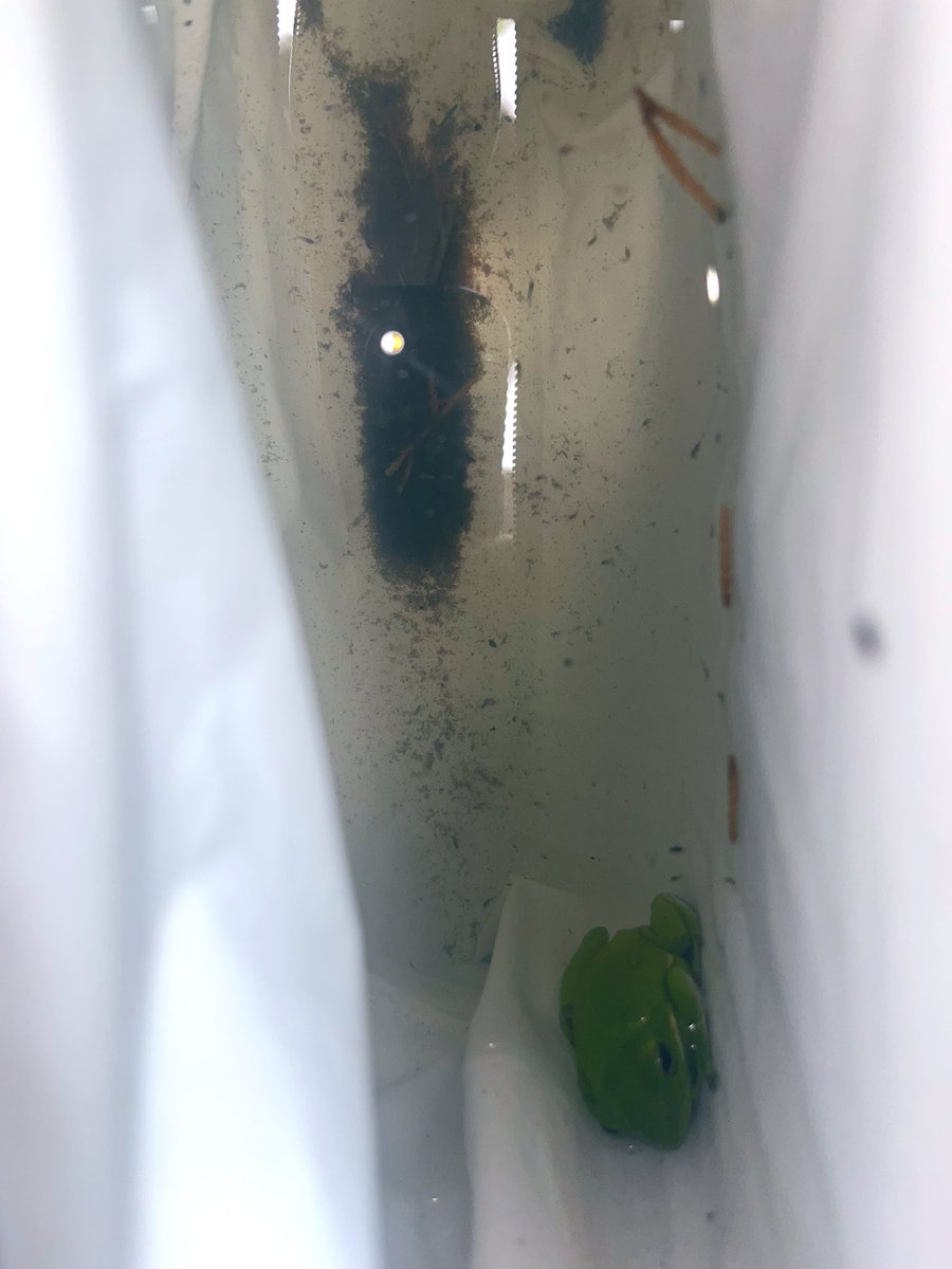 A frog moved into the chair on my porch after a rainstorm. (Spot the tadpoles) Their name is Harold 🐸