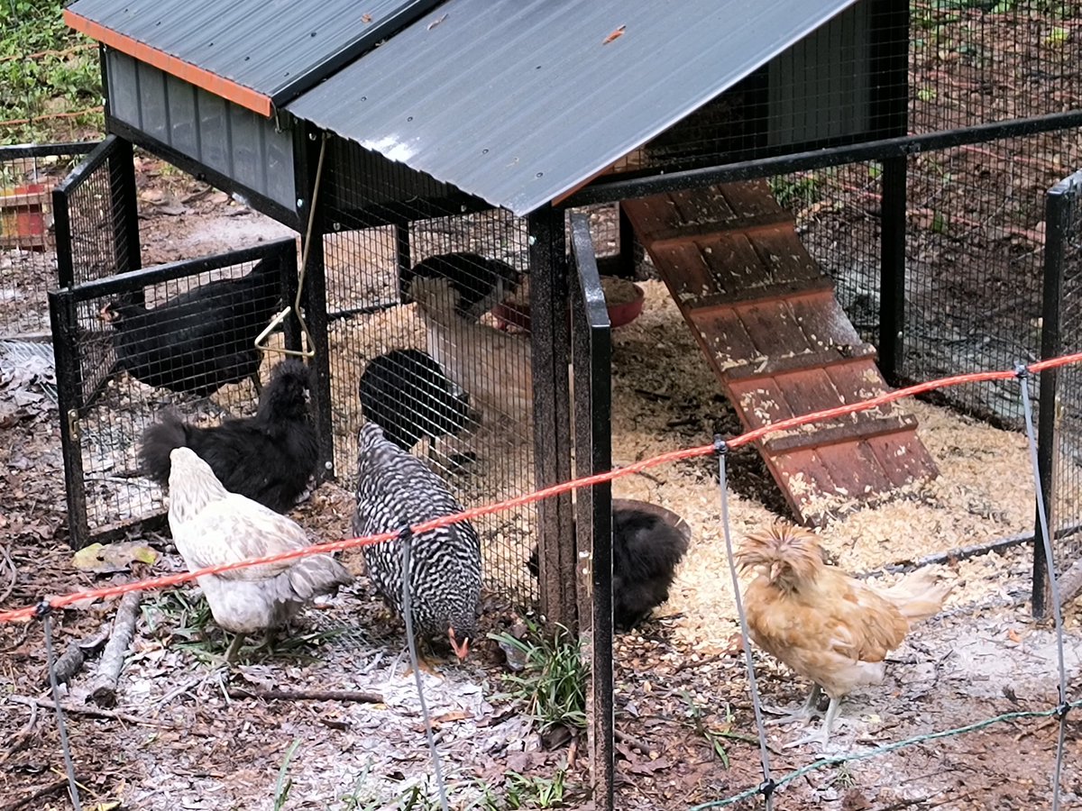 Anna Robertson tweet media