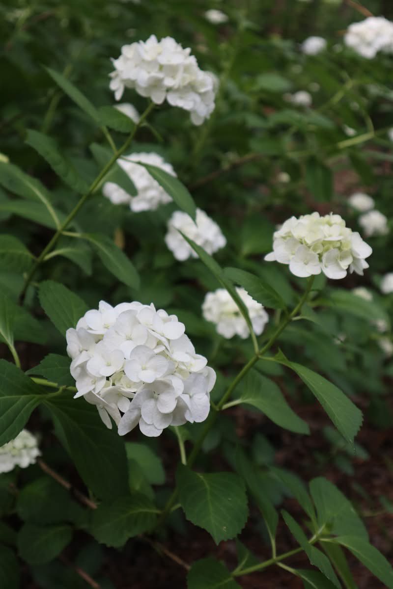 Bloom alert: Our hydrangeas (𝘏𝘺𝘥𝘳𝘢𝘯𝘨𝘦𝘢𝘤𝘦𝘢𝘦) have filled The Kaufman Hydrangea Garden!

Did you know some species of hydrangea their color can change based on soil pH? Acidic soil brings out the blues, while alkaline soil leans toward pinks and purples!