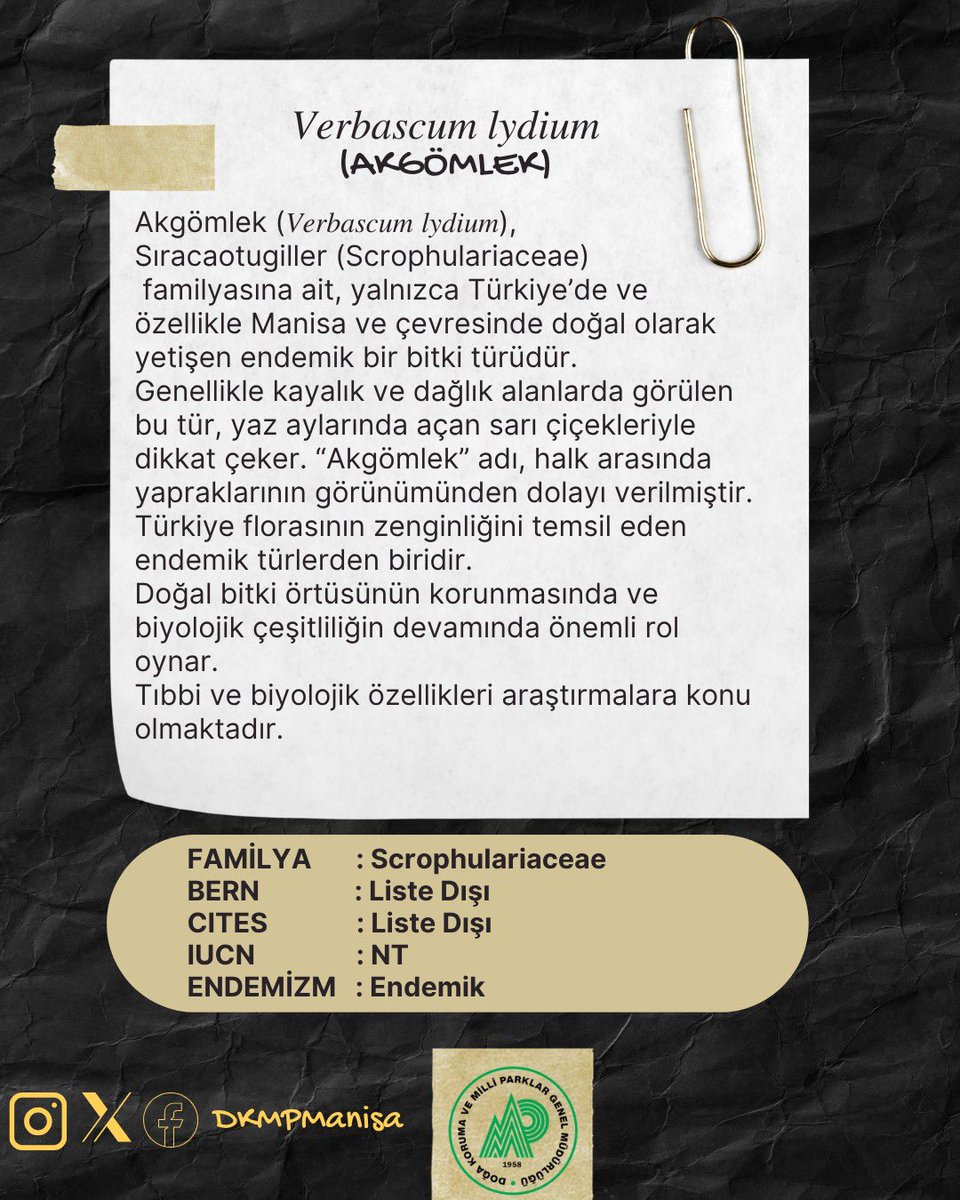 🌼Manisa’nın Doğal Zenginliği, Endemik Bitki Türleri Serisi Bölüm-2
📍 𝘝𝘦𝘳𝘣𝘢𝘴𝘤𝘶𝘮 𝘭𝘺𝘥𝘪𝘶𝘮 (Akgömlek)

Endemik türler doğanın bize sunduğu en özel miraslardandır. Manisa’ya özgü bitki türlerinden biri olan Akgömlek, bilimsel adıyla 𝘝𝘦𝘳𝘣𝘢𝘴𝘤𝘶𝘮 𝘭𝘺𝘥𝘪𝘶𝘮,