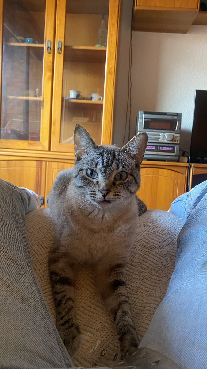 pamelanotprivi's tweet photo. Busco habitación o compañerxs para buscar piso en Valencia, para entrar agosto/septiembre. LGTBIfriendly y tengo una gatita, se agradece difusión jeje💕💕 https://t.co/mJ5P4v3Zkm