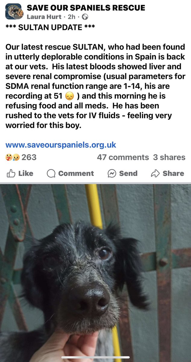 Super Spaniels tweet media