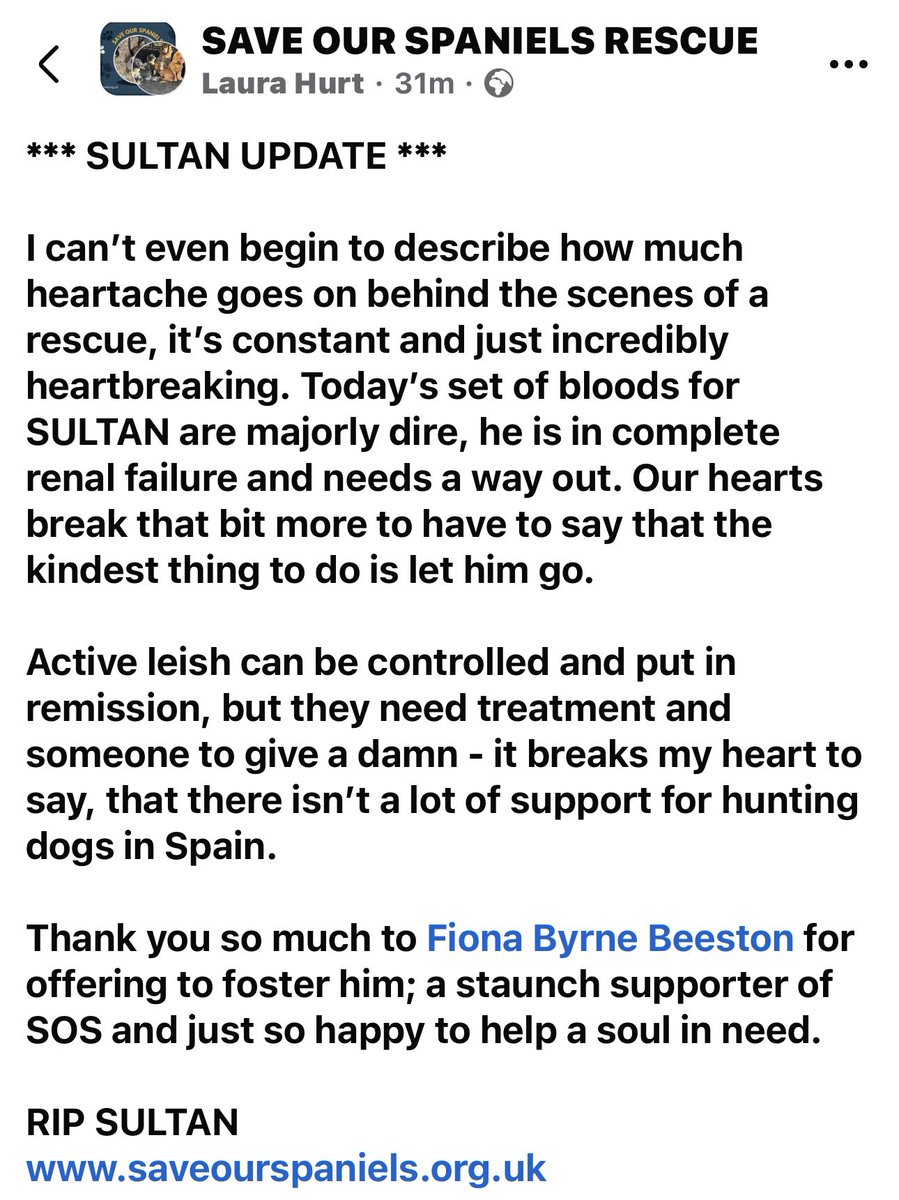 Super Spaniels tweet media