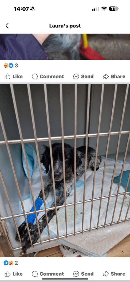 Super Spaniels tweet media