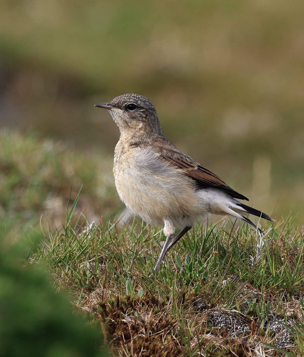 Steve Sanderson (@stevesando1) on Twitter photo Lovely to see a few juvenile Wheatear on my first day back on Bodmin moor.
<a href="/CBWPS1/">Cornwall Birds</a> #NaturePhotography #birds #birdphotography #wildlifephotography #birding #Springwatch Lovely to see a few juvenile Wheatear on my first day back on Bodmin moor.
<a href="/CBWPS1/">Cornwall Birds</a> #NaturePhotography #birds #birdphotography #wildlifephotography #birding #Springwatch