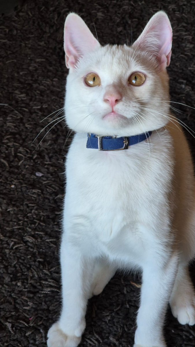 gato con los zoomies ( yapo inviten a competir, si siempre ganan conmigo )