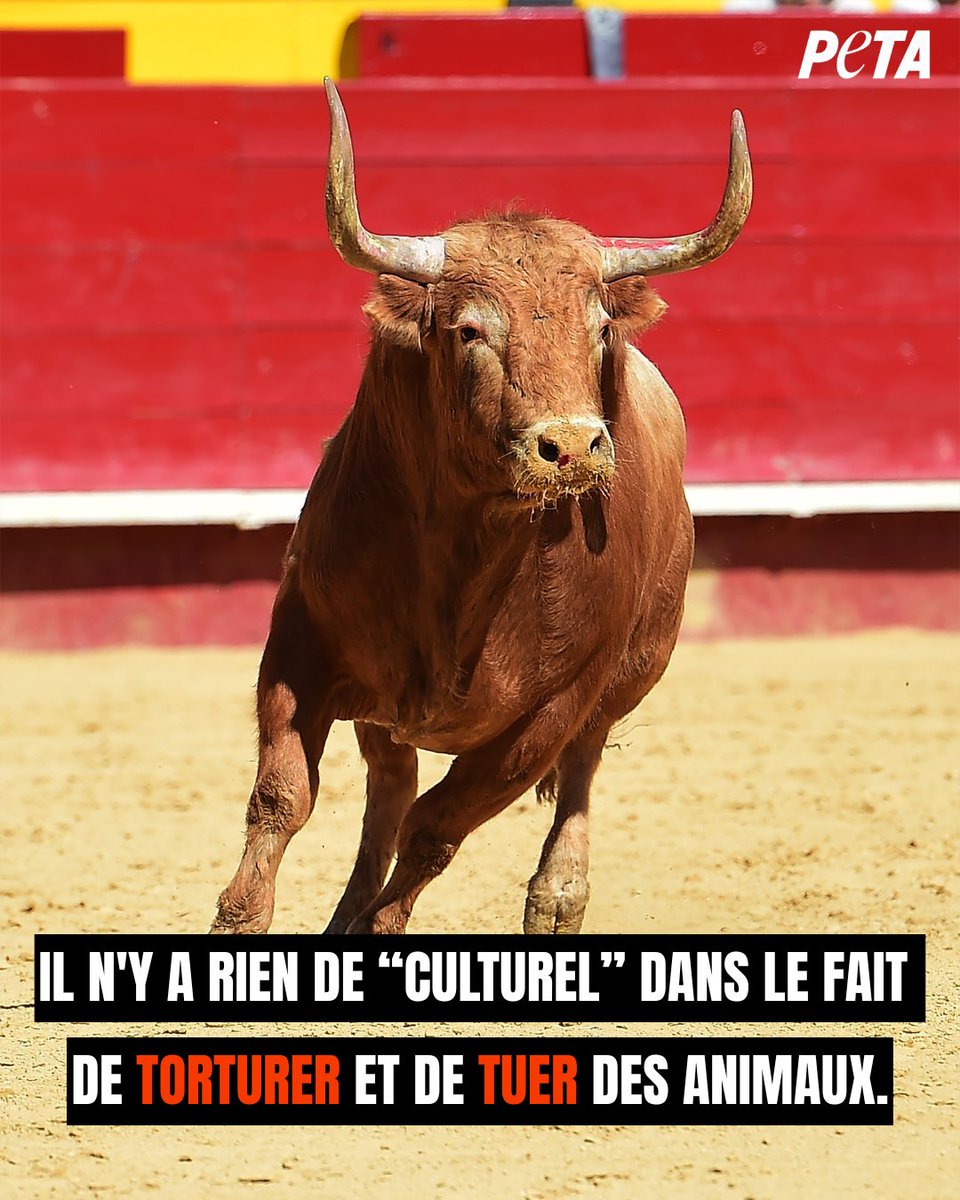 Le saviez-vous ? Après la course dans les rues de Pampelune, les taureaux sont poignardés à mort dans les arènes. La corrida n'est pas un spectacle, c'est un massacre. #BanBullfighting #SanFermin