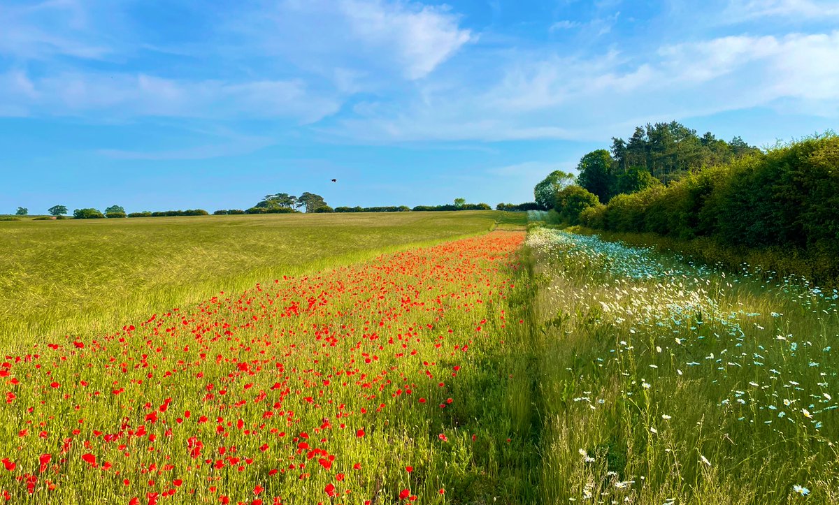 “ well son when I was your age we used to call this nature friendly farming. A wonderful blend of nature thriving alongside healthy nutritious food that was a benefit for all”
