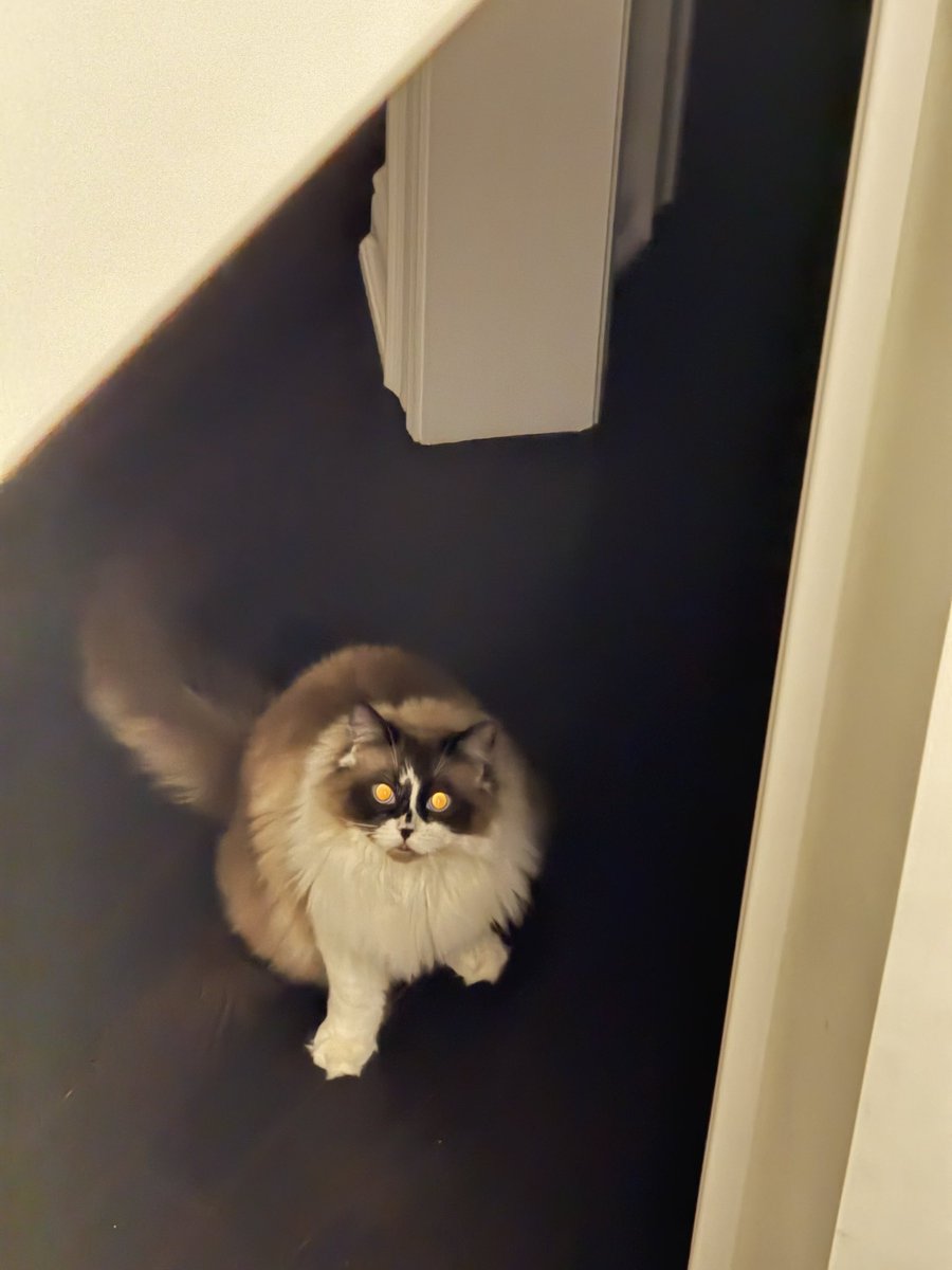 Took a photo of my cat at night 😂