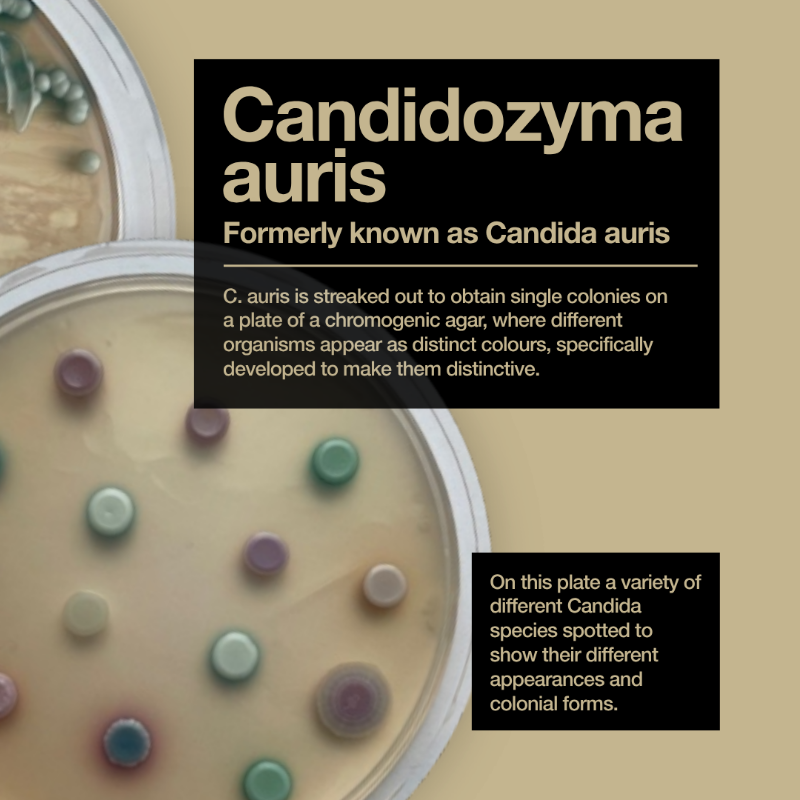 UKHSA's tweet photo. Candida species are usually part of our normal flora, but Candidozyma auris stands out, as it can spread between people more easily than most other types. This, and the fact that all Candida species can cause serious infections in people at high risk, makes it one to watch. ⚠️🧫