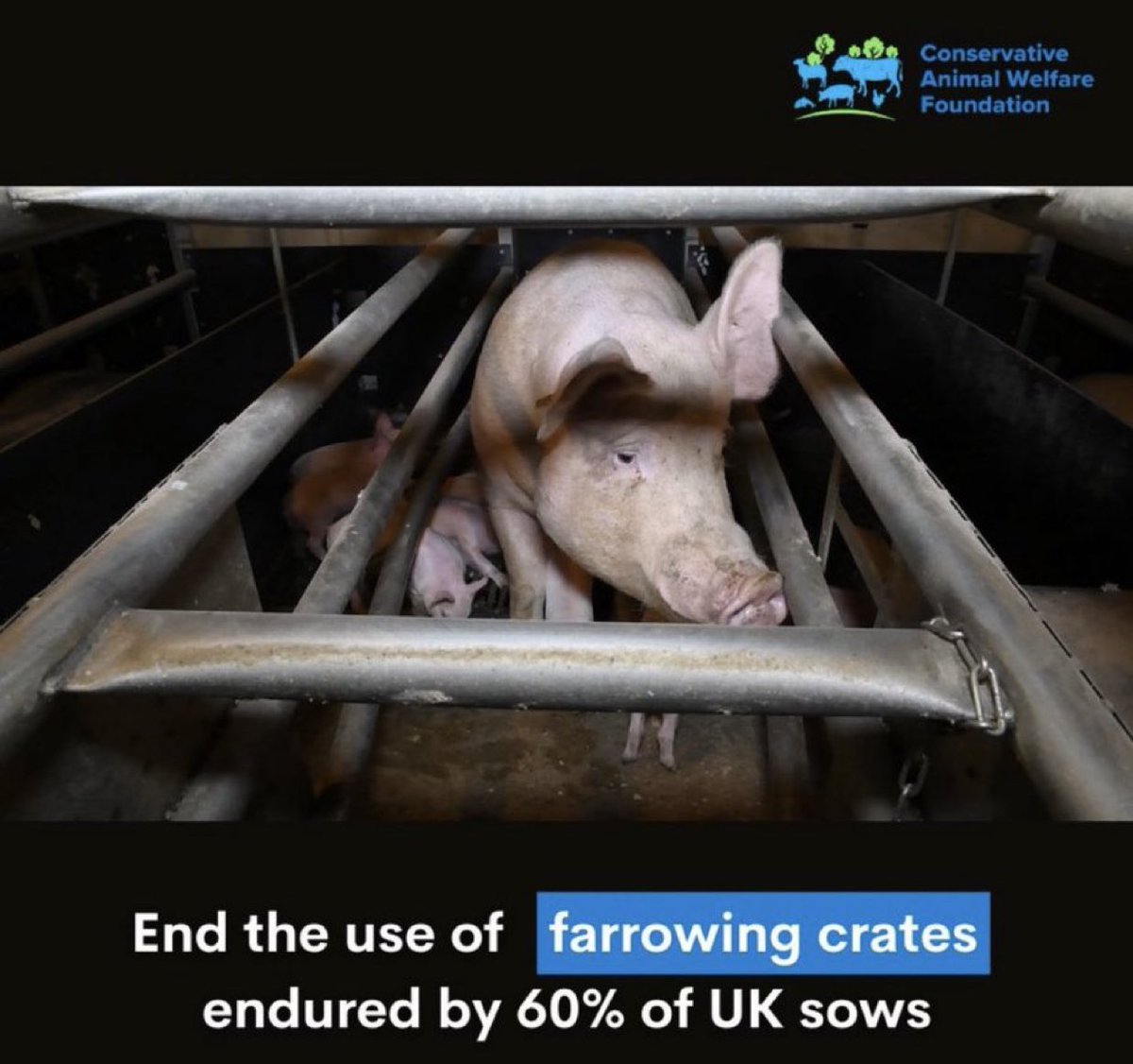 Our #TheCrateEscape campaign calls for an end to pig farrowing crates which are currently used for 60% of sows in the UK, who are unable to walk or even turn around for 5 weeks. Some countries have banned these cages but this is still legal in the UK. Ban pig farrowing crates