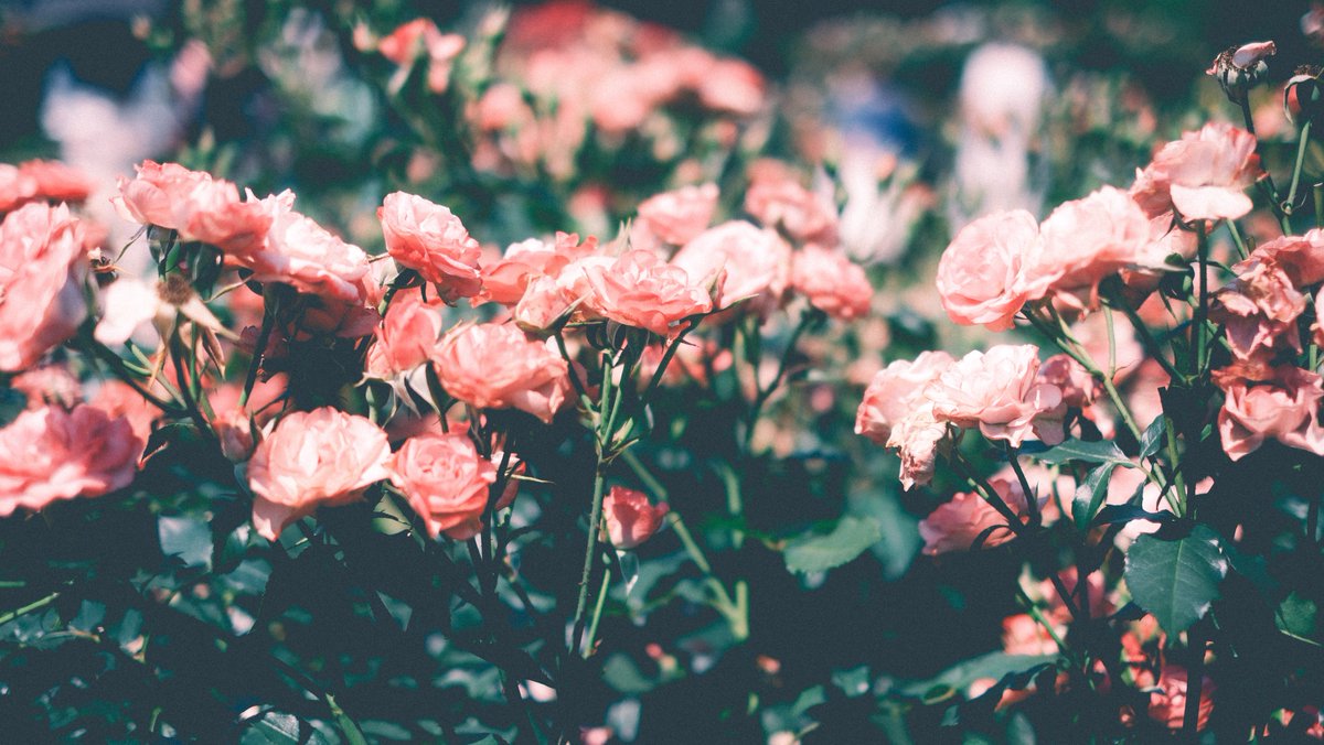 cos/mhyk

Riquet

 #まほやく_cos