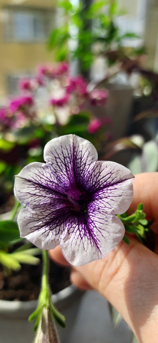 Değil mi ki, bir yere kilitlenmiş bir küçük iyiliktir aşk...
💜
Birhan Keskin
Musssmutlu akşamlar....