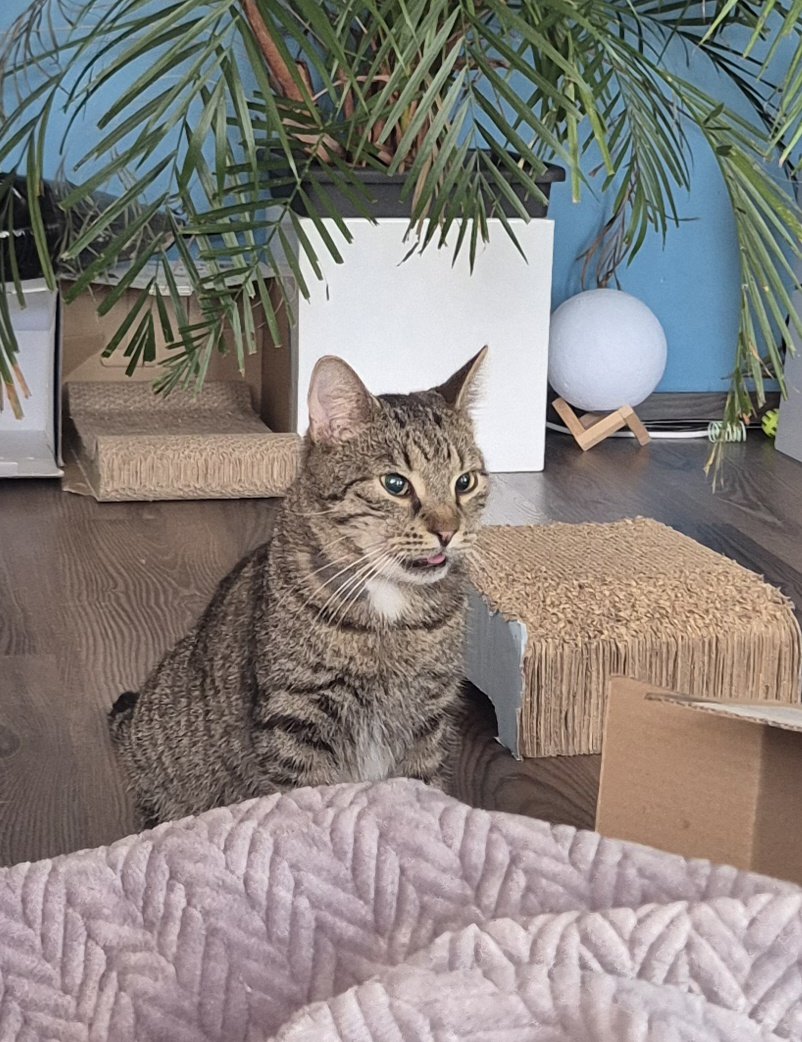 Ga1axyShad's tweet photo. Little man after the surgery. All of his teeth except top and bottom fangs are gone, poor baby was in a lot of pain but he is on his way to become much better! Also he was high as hell lmao 
He ate and drank and used the litter box so he's doing well so far! https://t.co/bsGBNVilGE
