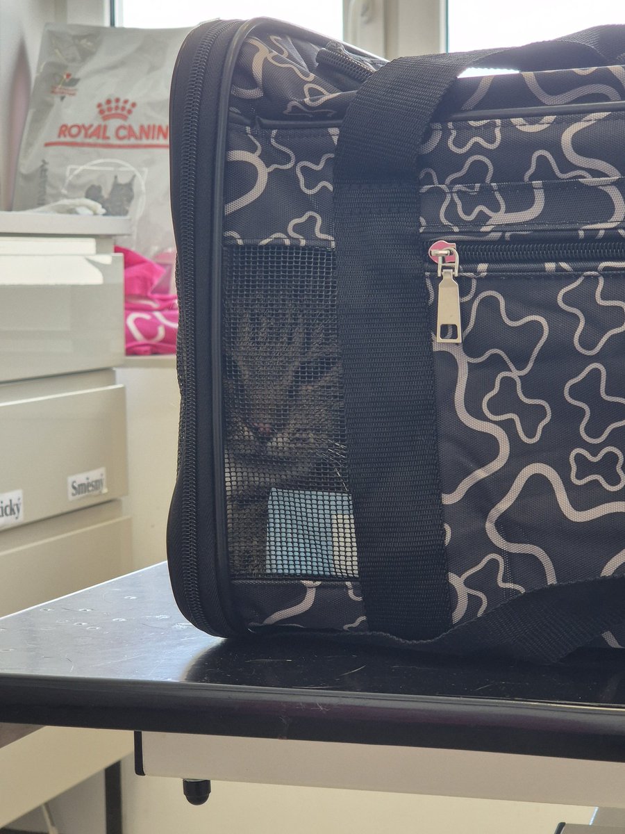 Ga1axyShad's tweet photo. Little man after the surgery. All of his teeth except top and bottom fangs are gone, poor baby was in a lot of pain but he is on his way to become much better! Also he was high as hell lmao 
He ate and drank and used the litter box so he's doing well so far! https://t.co/bsGBNVilGE
