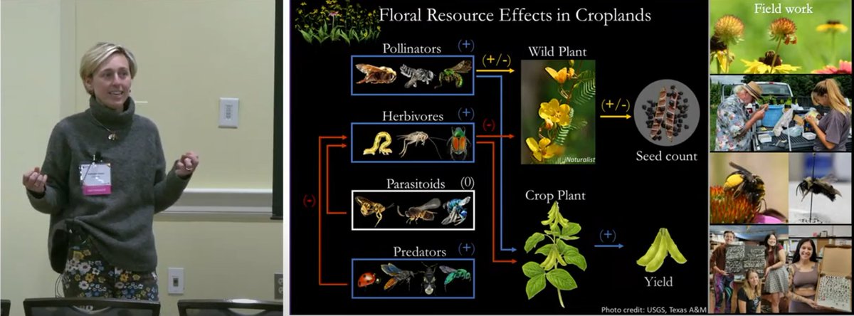 UMD Entomology (@umdentomology) on Twitter photo 🌼🪲Known for her fast paced science comms skills, Katy Evans challenged herself to share the power of flowers & the insects that visit them <a href="/UofMaryland/">Univ. of Maryland</a>'s 3 Minute Thesis Competition. youtube.com/live/kY_04vL-E… 🌼🪲Known for her fast paced science comms skills, Katy Evans challenged herself to share the power of flowers & the insects that visit them <a href="/UofMaryland/">Univ. of Maryland</a>'s 3 Minute Thesis Competition. youtube.com/live/kY_04vL-E…