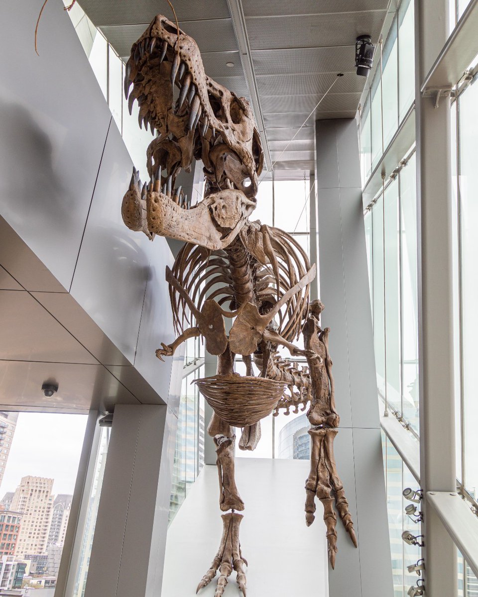 Visit Dallas | Things to do in Dallas (@visit_dallas) on Twitter photo Get ready for Dinosaur Day, on June 1, by stepping back in time at The <a href="/PerotMuseum/">Perot Museum</a>! 🦖
Come face to face with a towering T_Rex, real fossils, and interactive displays that bring the king of the dinosaurs to life!
#DinosaurDay #PerotMuseum #TRexExhibit Get ready for Dinosaur Day, on June 1, by stepping back in time at The <a href="/PerotMuseum/">Perot Museum</a>! 🦖
Come face to face with a towering T_Rex, real fossils, and interactive displays that bring the king of the dinosaurs to life!
#DinosaurDay #PerotMuseum #TRexExhibit