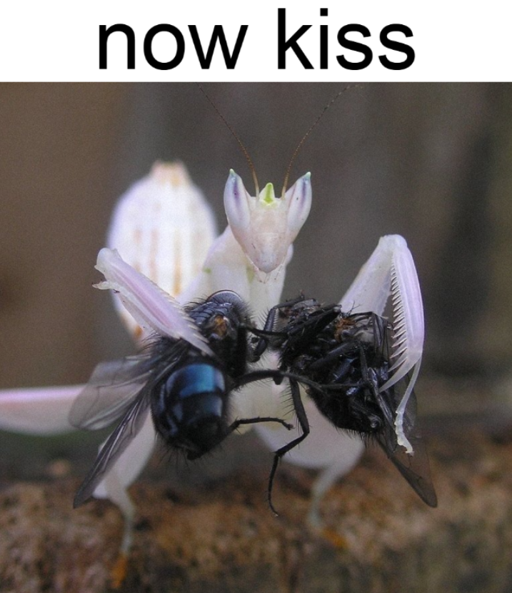 transgendeer (@ciervatonta) on Twitter photo 