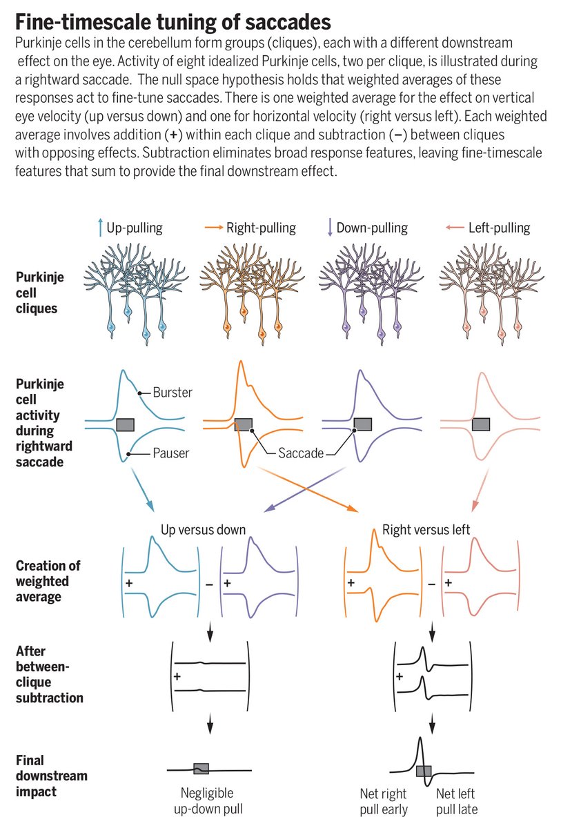 Null space theory predicts that neurons generate spikes not only to produce behavior but also to prevent the undesirable effect of other neurons on behavior. 

In a new Science study, researchers show that this competitive cancellation is essential for understanding computation