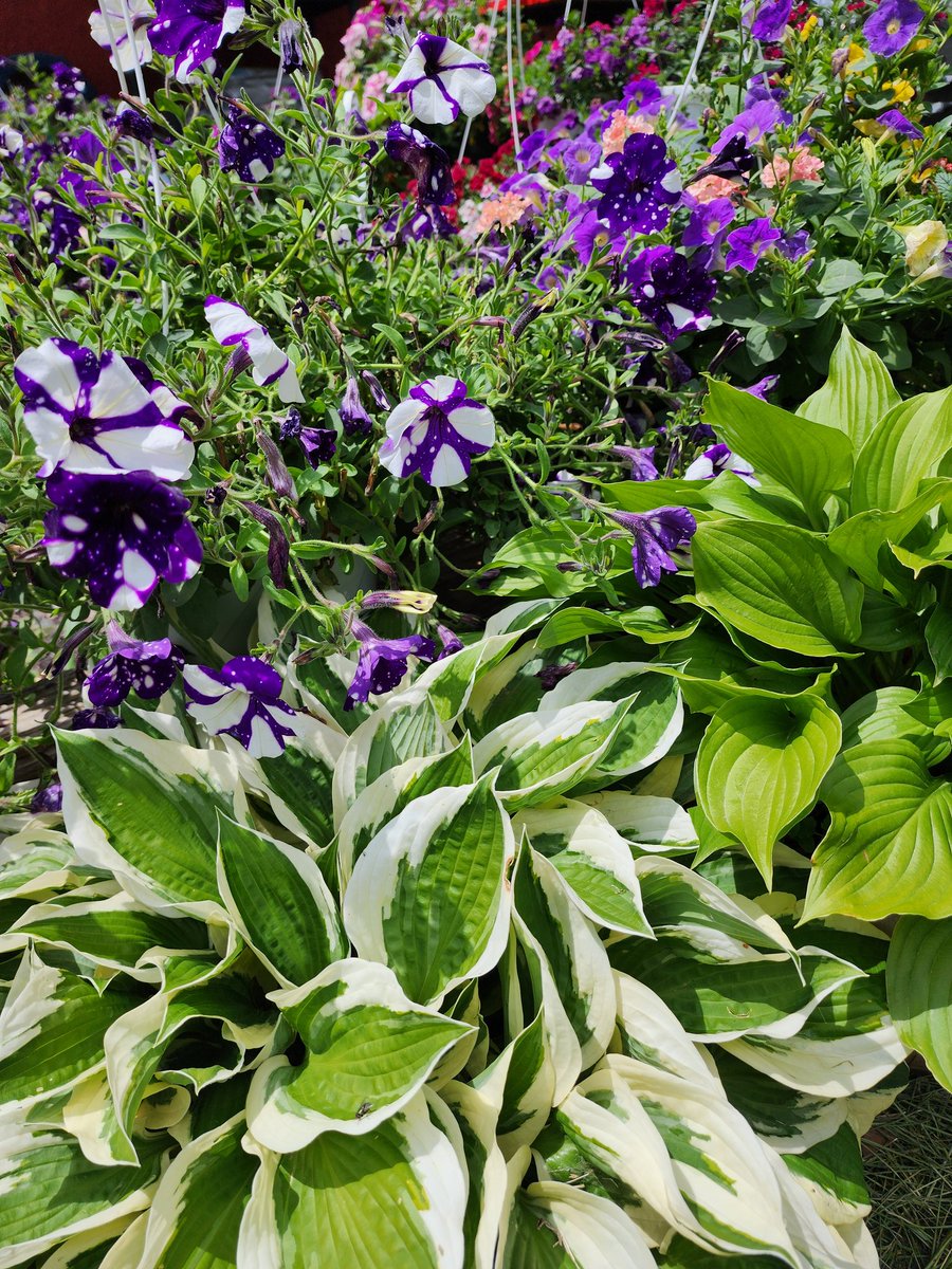 Everything enjoying the sunshine today.