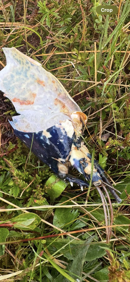 EdBirder's tweet image. Can anyone tell me if this is a blue lobster shell I found please!?