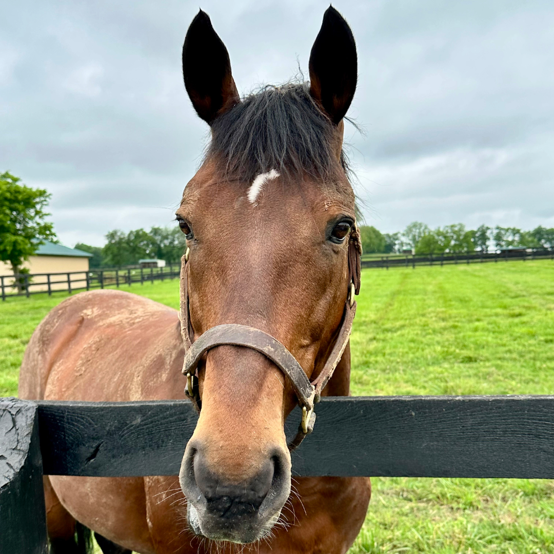 Equibase tweet media