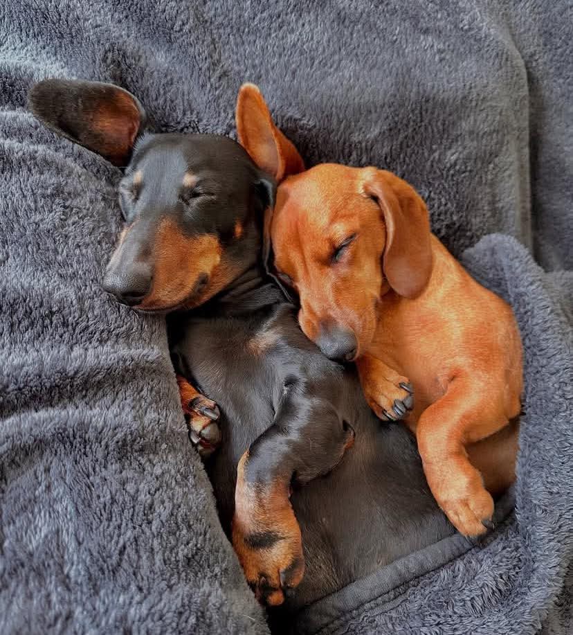 Dachshund__Love's tweet photo. Awesome 🐕🐕🐕❤️ https://t.co/vT92RmiqW9