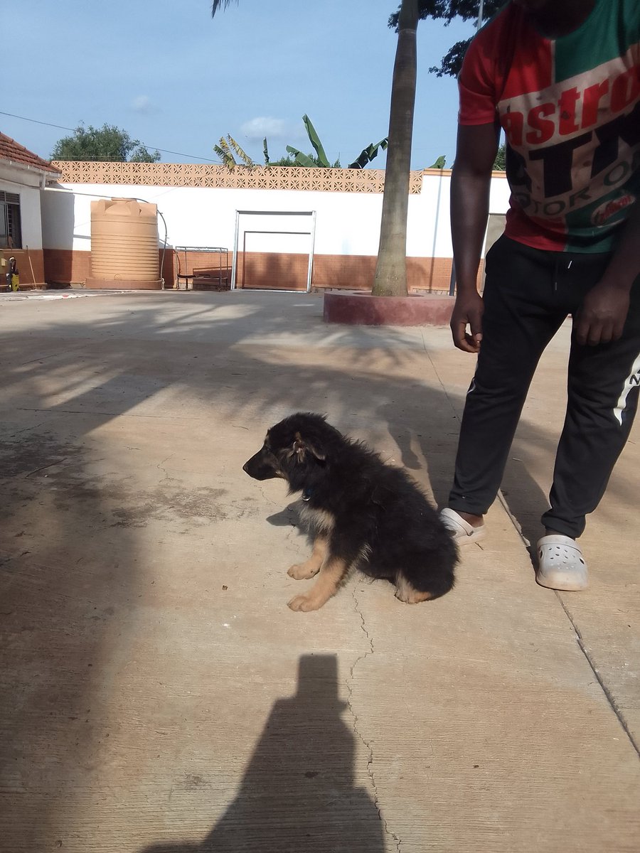 Blaisebusinger2's tweet image. German shepherd puppies for sale.Contact+256772454662.