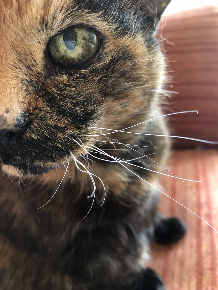 Will always love you, Mia. A rescue cat who lived for over 23yrs xxx