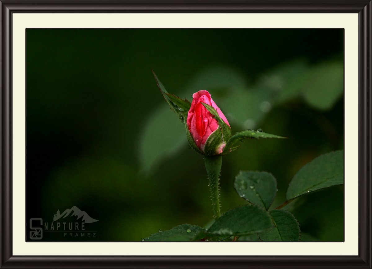viswaprem_ca's tweet photo. Rose
#Rose #Rosa #RoseFlower #PinkFlower #rosebud #flowerbud #buddingflower #FlowerPhotography #flower #garden #Nature #NaturePhotography #NatureLovers #natgeo #canonindiaphotography #canonphotography #nationalgeography #natgeoindia #capturedoncanon https://t.co/C7dCejsTbX