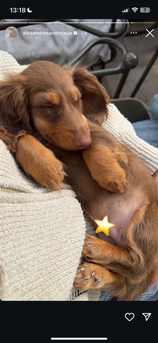 eles pegando outro cachorro pra abafar as polêmica tal qual a virgínia fazendo filho pra recuperar o engajamento