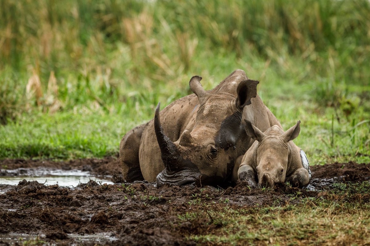 hoteleshogares's tweet photo. 🌿Escape to the wild at Rhino River Camp, nestled in the heart of Meru. Where luxury meets wilderness and every sunrise brings a new adventure.🦏✨ #RhinoRiverCamp #MagicalKenya #MeruNationalPark #Safari https://t.co/tMeoqrUFpi