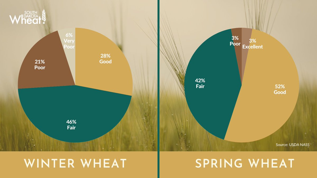 Crop Progress Update🌾3% of winter wheat has headed, behind 9% from both last year and the average.
Spring wheat is faring better. 92% has emerged, well ahead of last year’s 74%. 
How are your fields looking compared to these numbers? 
#SDWheat