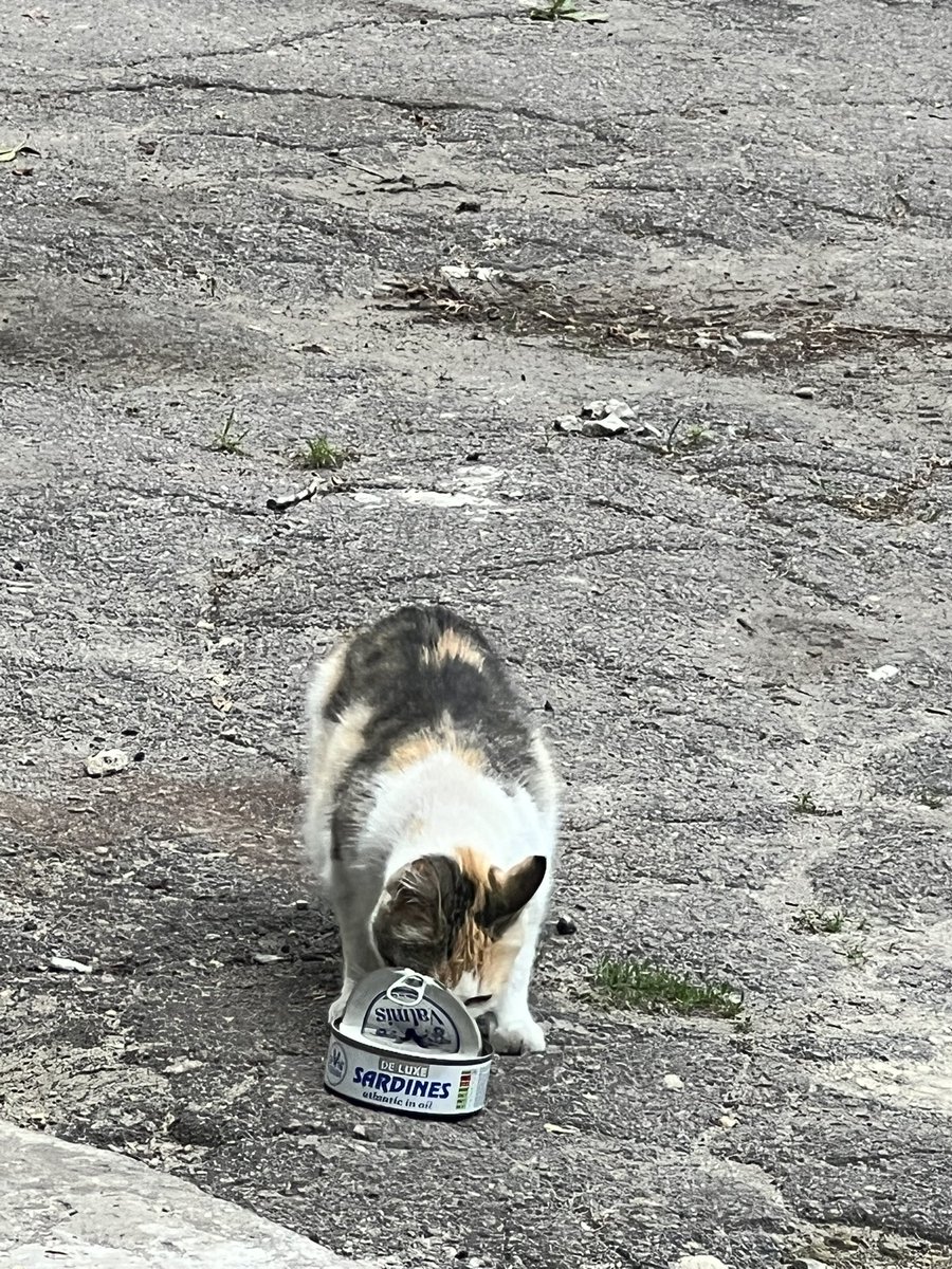 stepanchukdoc's tweet photo. #Sardines #kitty https://t.co/KAA4jCrsSo