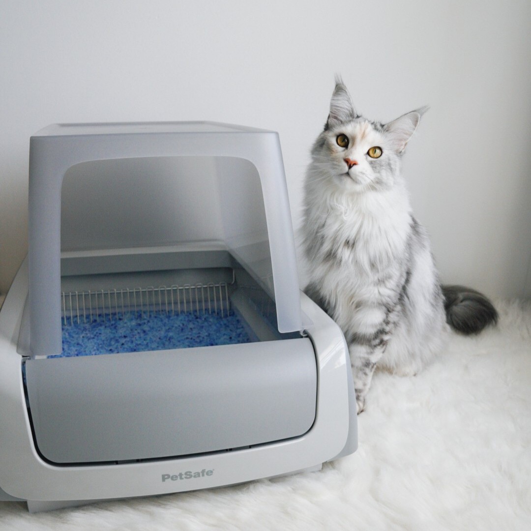 ✨ What makes ScoopFree different?
✅ Disposable tray system
✅ Odor-locking crystal litter
✅ Self-cleaning rake
Just set it and forget it (for weeks).