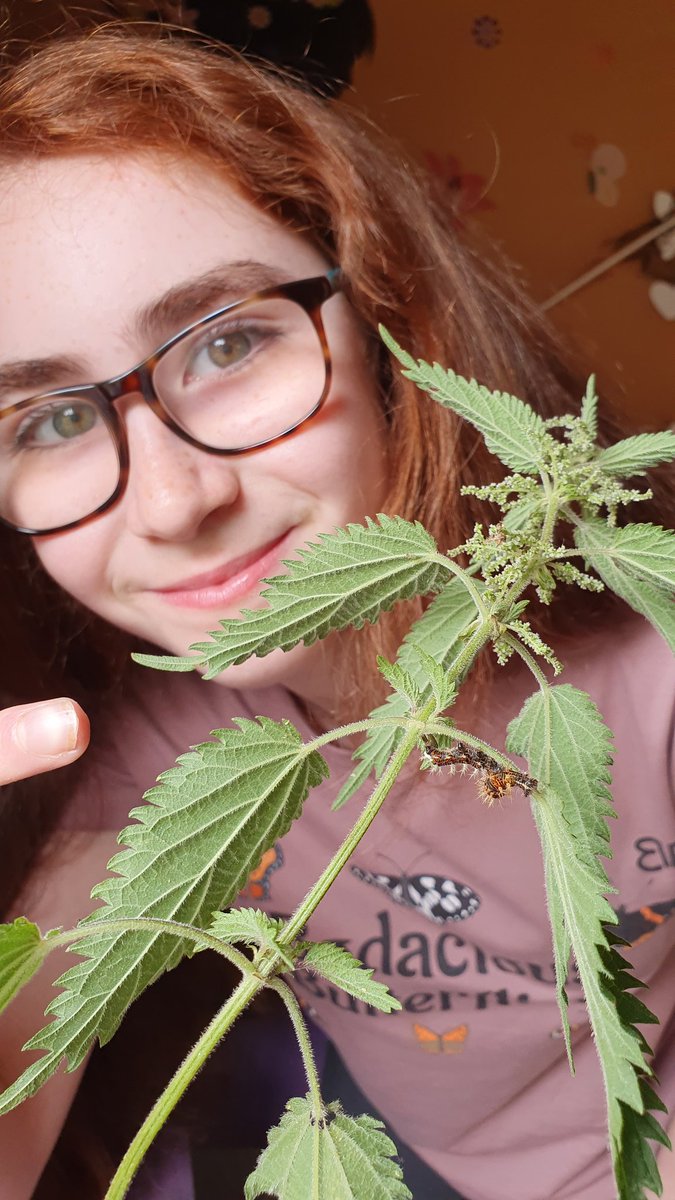 Rebecca's Butterfly Farm (BCyA) (@beccasbutterfli) on Twitter photo #LetNettlesGrow #LetNettlesGrow