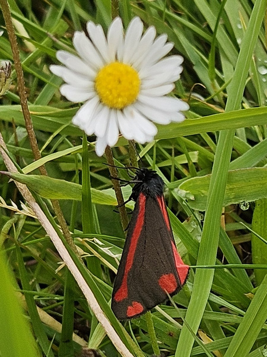 Friends of Jesmond Old Cemetery tweet media