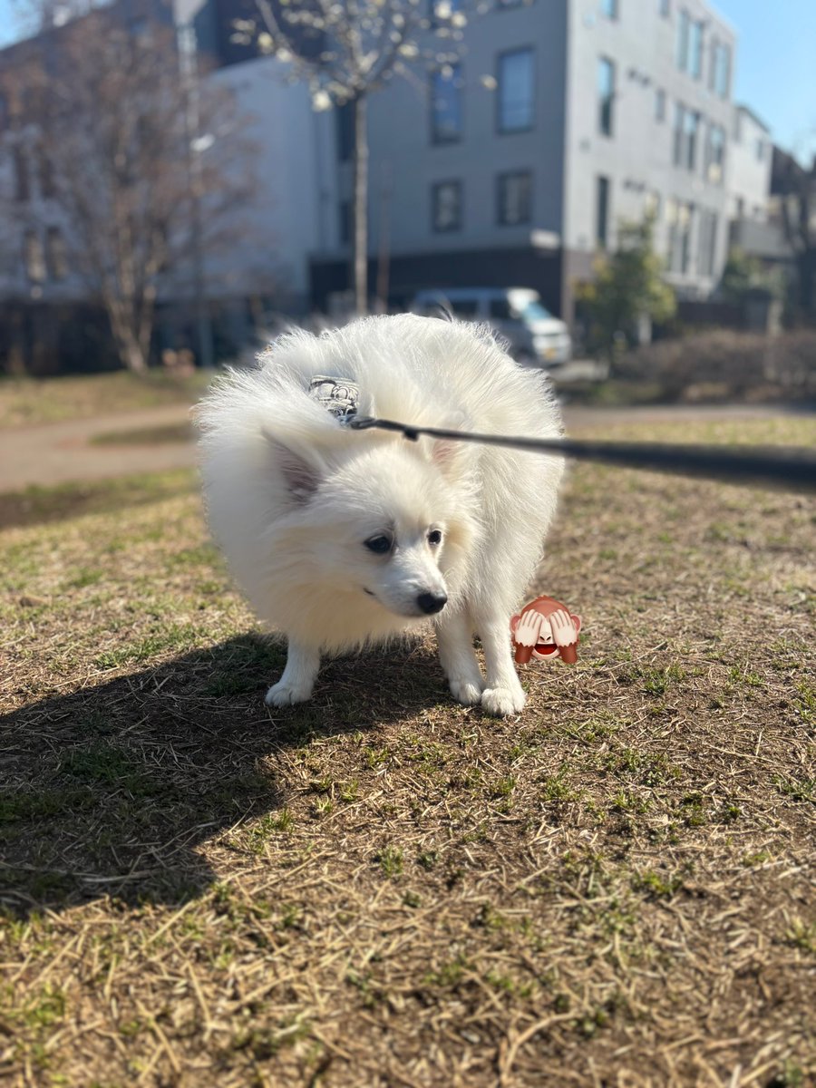 ponsuke418's tweet image. #犬のうんチングポーズ選手権