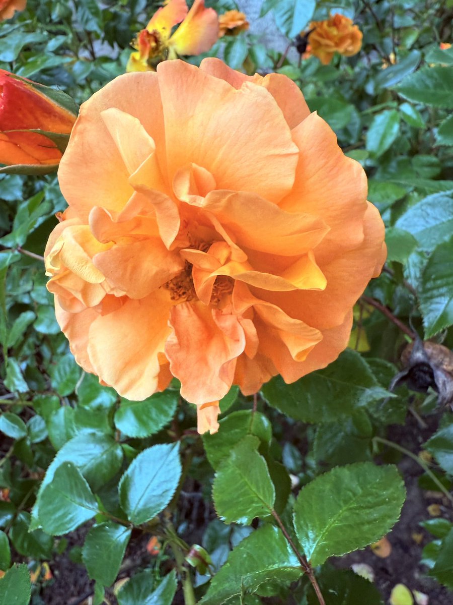 joadoit's tweet image. Immer wieder schön eine Rose am Wegesrand zu entdecken