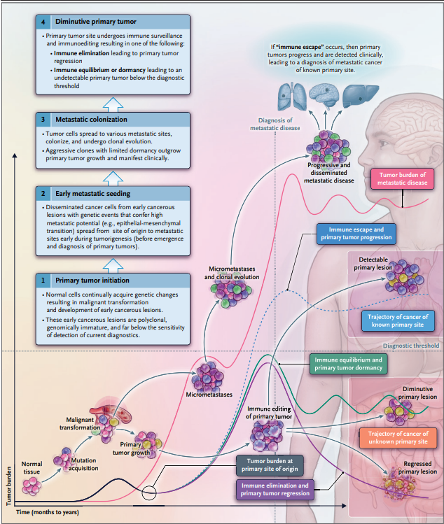 Carcinoma of Unknown Primary: Cancer without a past
🧬 Early dissemination
 🛡️Immune editing of the primary
 🧪CK20+, CDX2+, SATB2+ → treat colon-like
 🧭Let biology, not anatomy, guide therapy
Not a diagnostic failure — a metastatic strategy.
nejm.org/doi/full/10.10…
#ASCO25