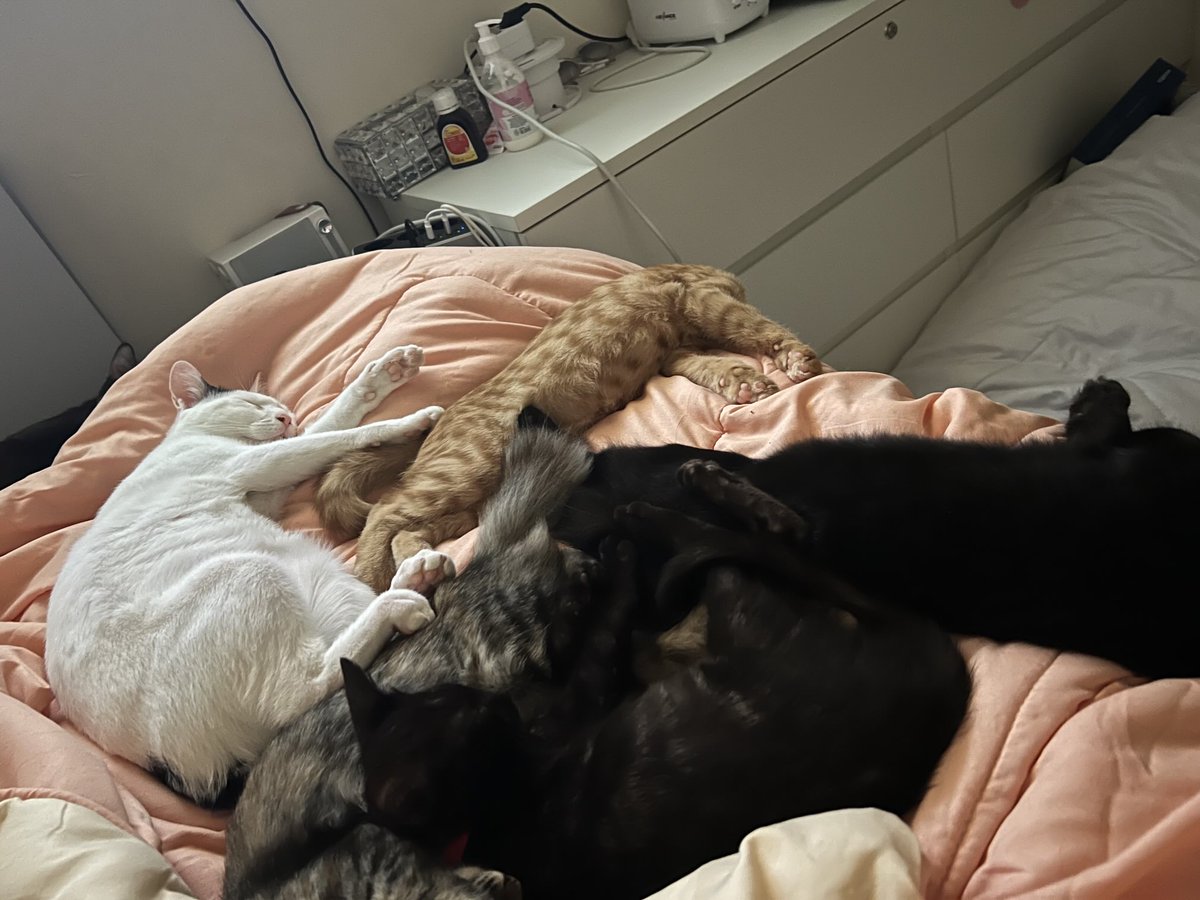 Five of them just decided to crash in! No room for meeeeeeeeeee 😝