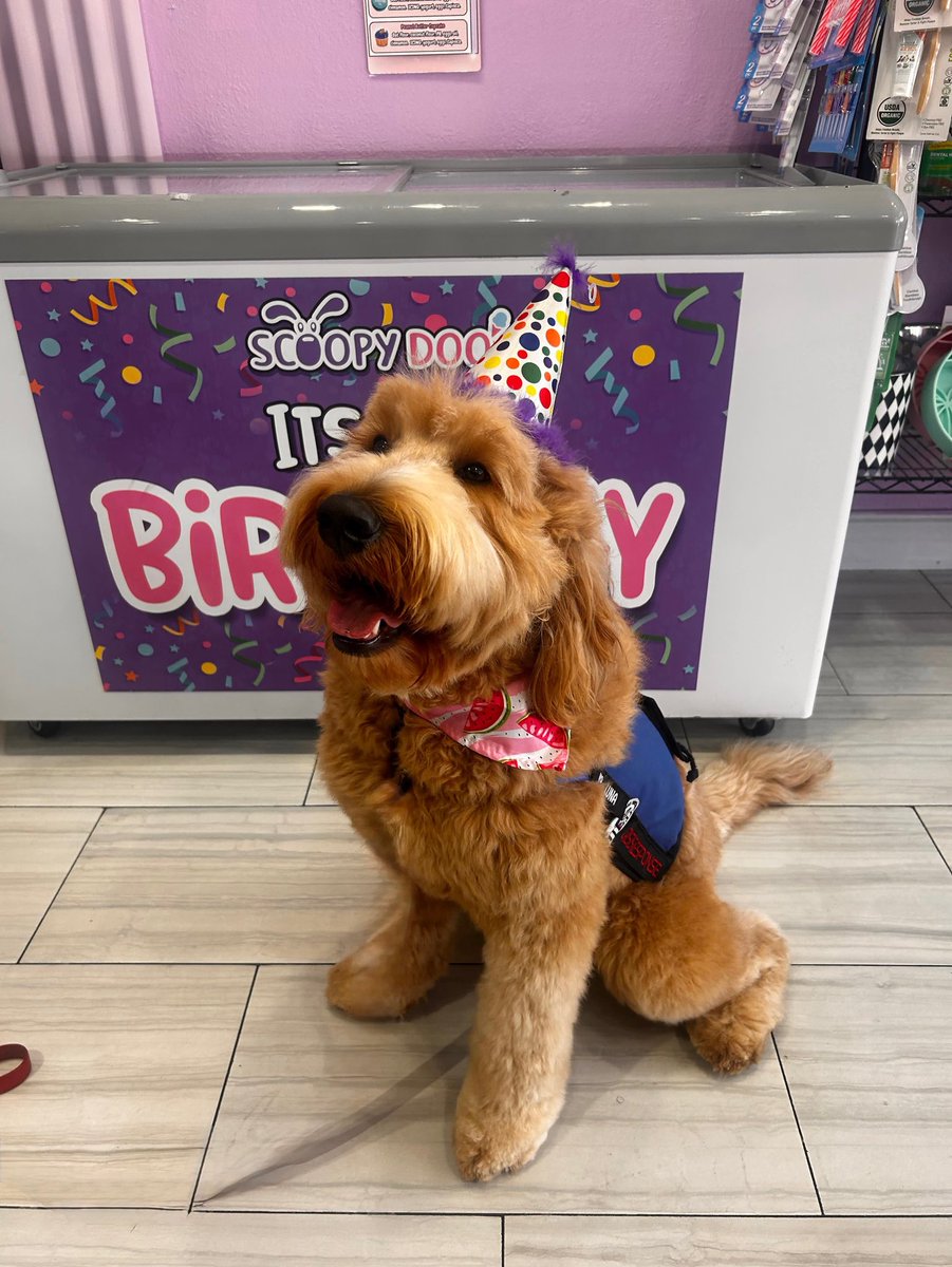 This is Luna one of the pups I donated to a local agency here in south Florida. She turned 2 years old today and comes from @mosscreekgoldendoodles . I am proud of the work they do and the difference they are making. Luna and her handler have already received the key to the city