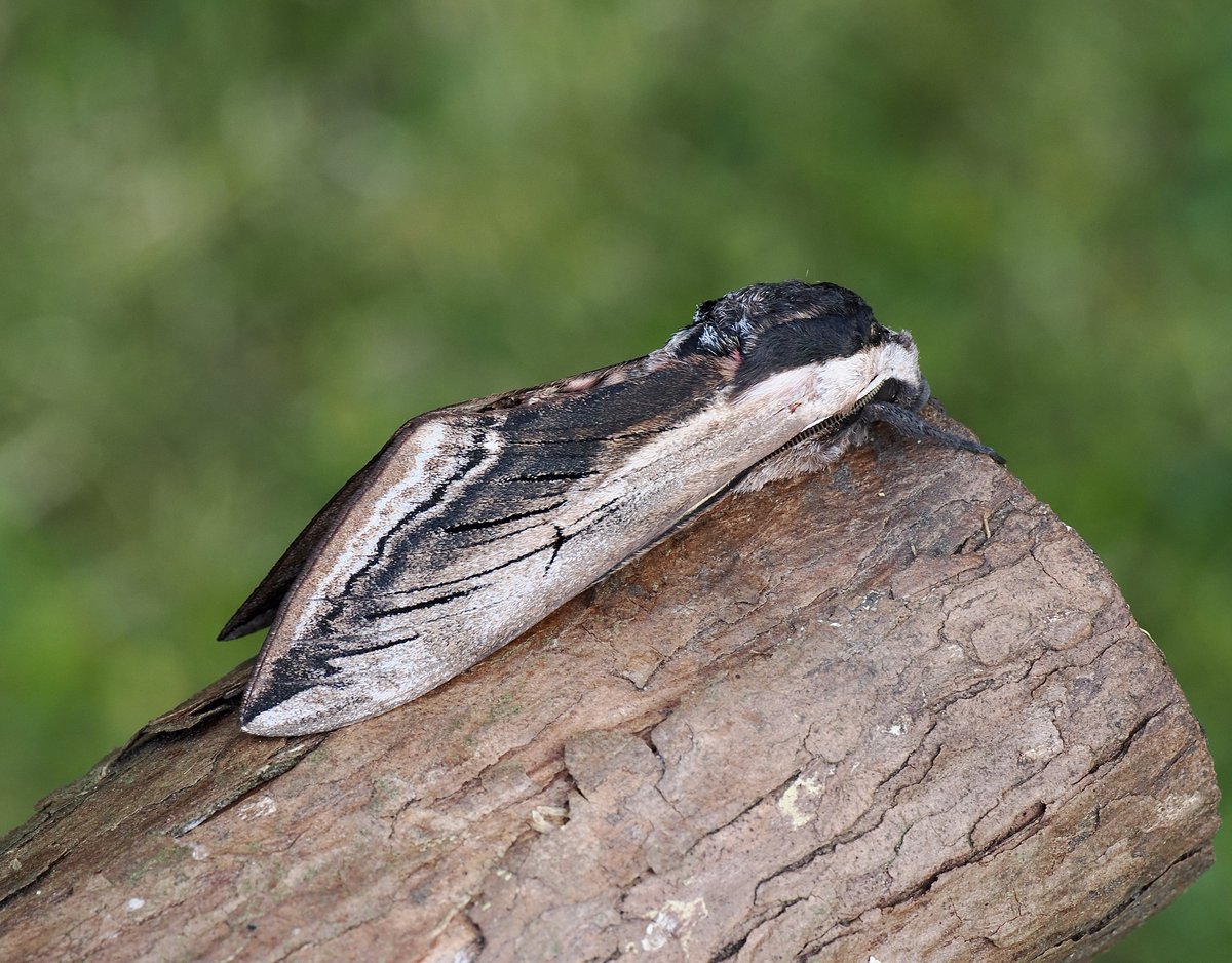 rlewington2's tweet image. My first impressive Privet Hawk-moth of the year.