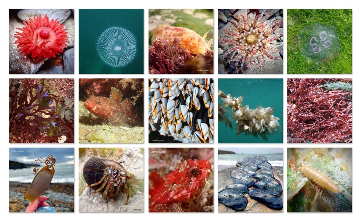 Biodiversity Ireland (@biodatacentre) on Twitter photo Happy #WorldOceansDay! 🌊
One Ocean. One Day. One Survey.
If you're by the shore today, take part in one of our Explore Your Shore! surveys and help grow our understanding of the ocean.
👉 exploreyourshore.ie/world-oceans-d…
#CitizenScience Happy #WorldOceansDay! 🌊
One Ocean. One Day. One Survey.
If you're by the shore today, take part in one of our Explore Your Shore! surveys and help grow our understanding of the ocean.
👉 exploreyourshore.ie/world-oceans-d…
#CitizenScience