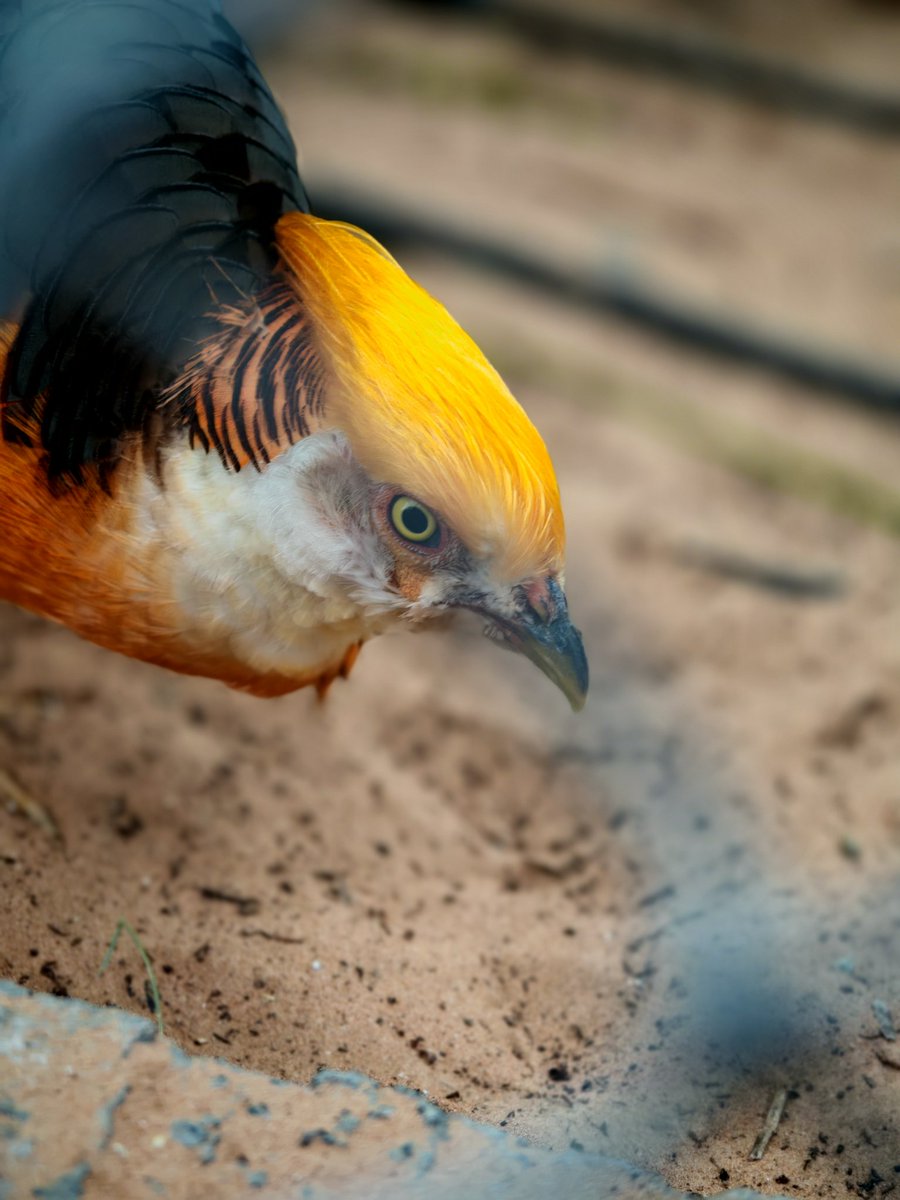 SyedAsi16089574's tweet image. #magic6pro @Honorglobal @Honorarabia