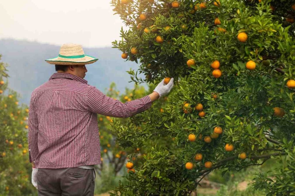 California Citrus Mutual (@cacitrusmutual) on Twitter photo Rising productions costs, sustained import deficits in citrus, and tariff related challenges are resulting in negative returns for many California citrus growers.
<a href="/FruitPortal/">FreshFruitPortal.com</a> discusses this and more with CCM President <a href="/CaseyCreamer16/">Casey Creamer</a>.
freshfruitportal.com/news/2025/05/2… Rising productions costs, sustained import deficits in citrus, and tariff related challenges are resulting in negative returns for many California citrus growers.
<a href="/FruitPortal/">FreshFruitPortal.com</a> discusses this and more with CCM President <a href="/CaseyCreamer16/">Casey Creamer</a>.
freshfruitportal.com/news/2025/05/2…