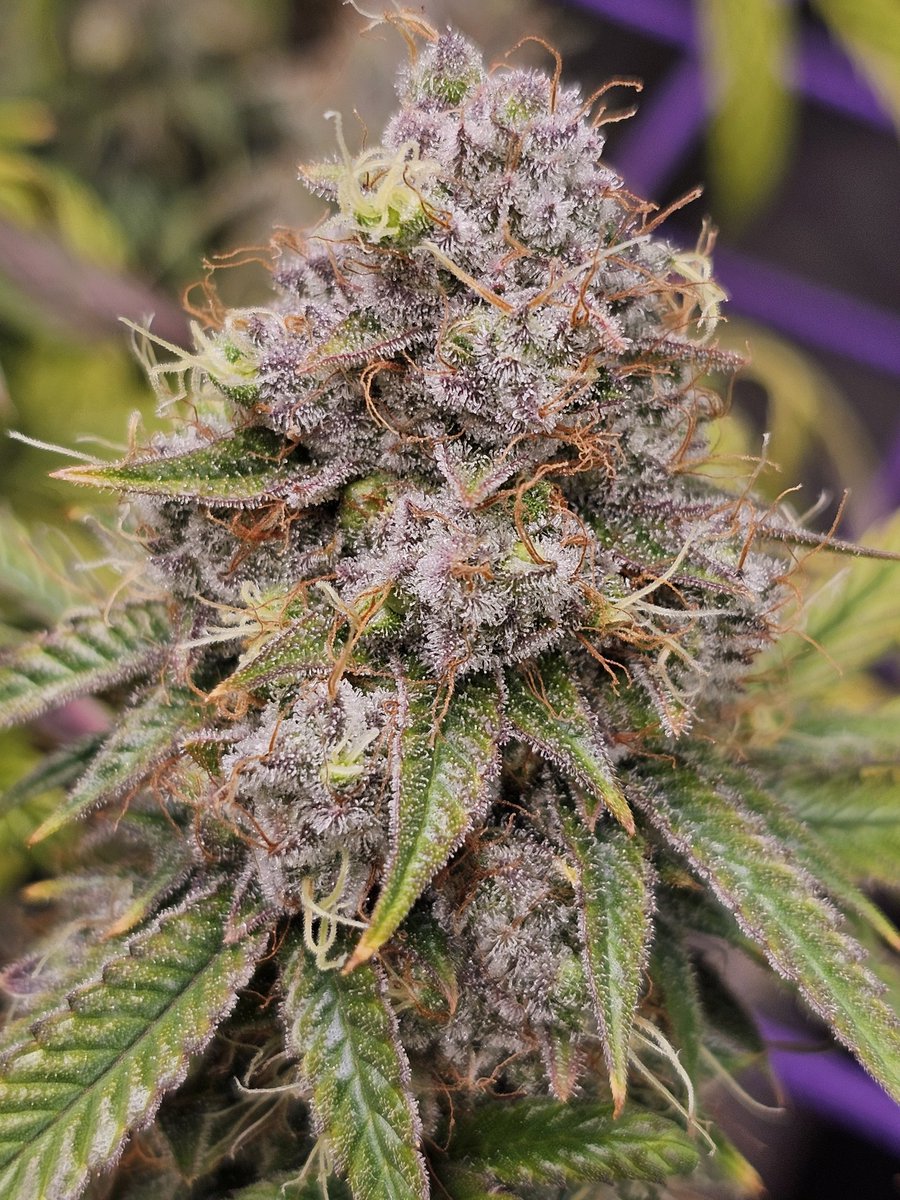 Pulled 250g from this <a href="/irvineseedco/">Irvine Seed Company</a> Lemon Kush
In jars now, excited to sample it soon