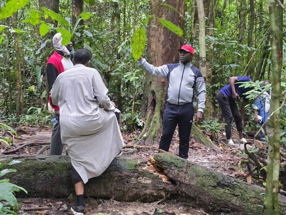Coopération scientifique régionale renforcée ! Suite à l'accord CENAREST-CNRD-AGEOS, une délégation Tchadienne a visité l'Arboretum Raponda Walker au Gabon, joyau de biodiversité.